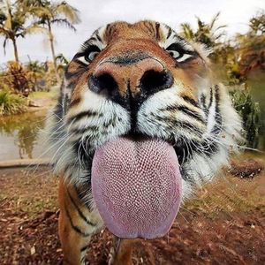 Meet your Posher, Joanne